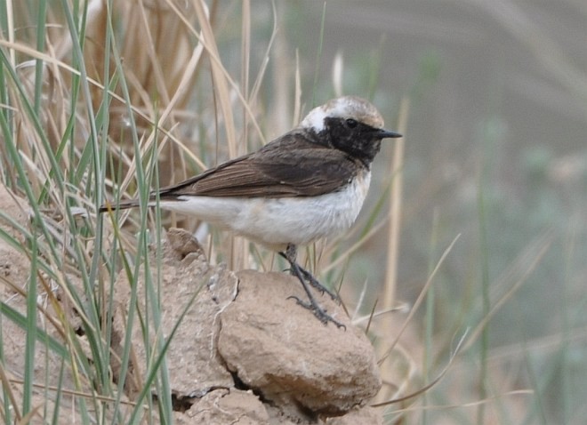 Pied Wheatear - ML378367051