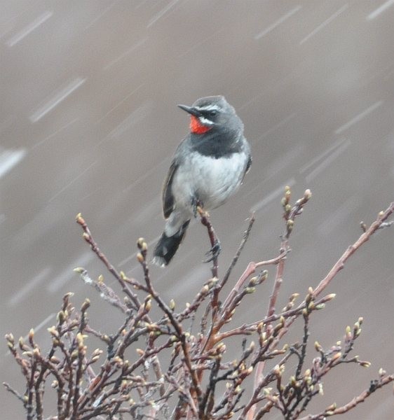 Chinese Rubythroat - peter clement