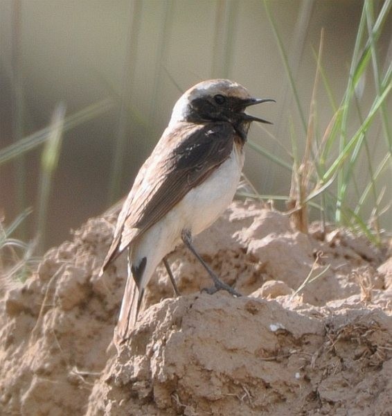 Pied Wheatear - peter clement