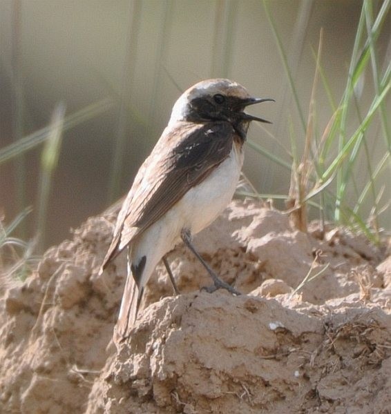 Pied Wheatear - ML378367151