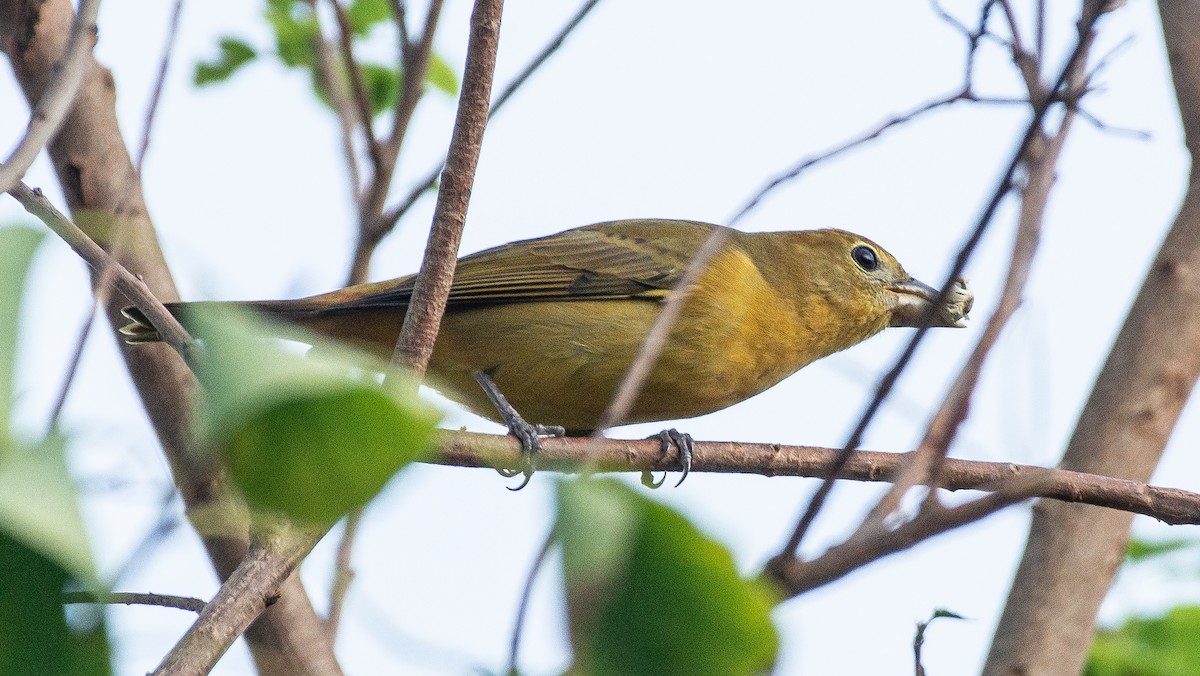 Summer Tanager - ML378367451