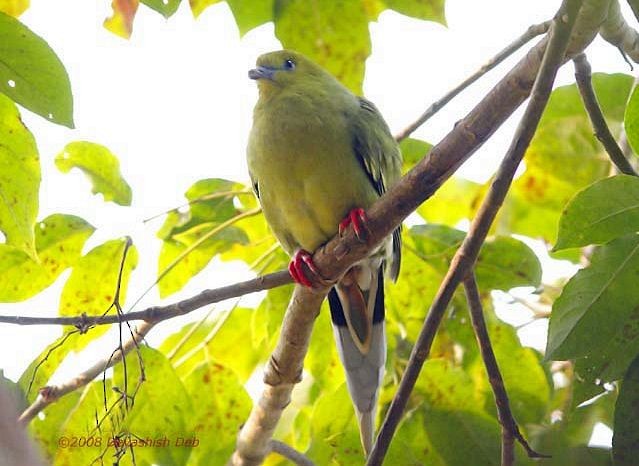 Pin-tailed Green-Pigeon - Devashish Deb