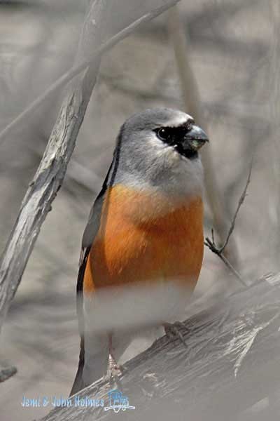 Gray-headed Bullfinch - ML378368021