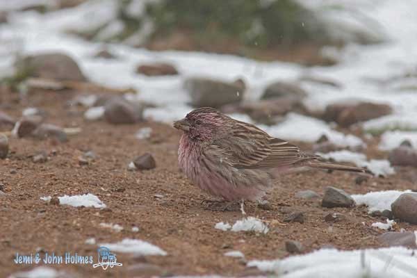 Himalayan Beautiful Rosefinch - John and Jemi Holmes