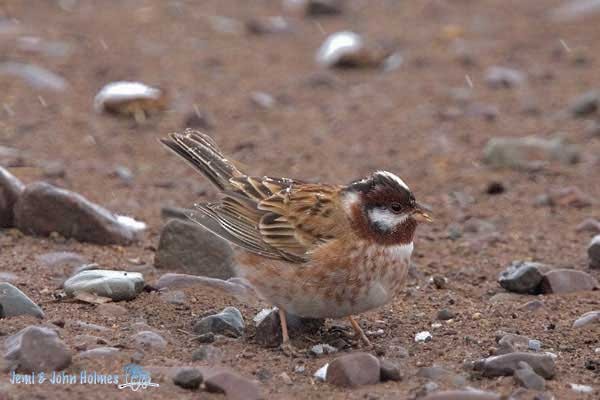 Pine Bunting - ML378368061