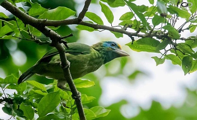 barbet žlutočelý - ML378368201