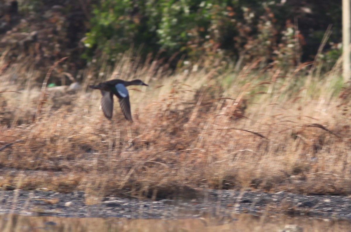 Blue-winged Teal - ML37836821