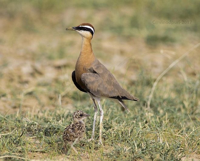 Indian Courser - ML378368311