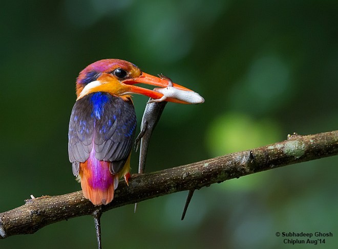 Black-backed Dwarf-Kingfisher - ML378368341