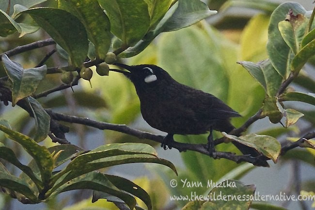 White-eared Myza - Yann Muzika