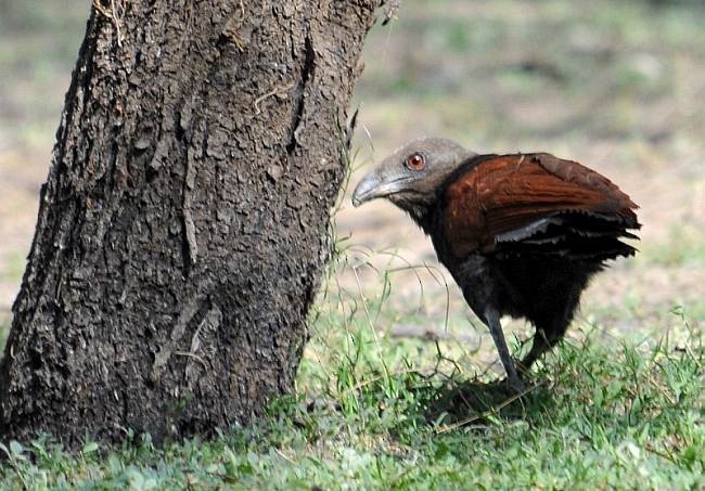 Grand Coucal (parroti) - ML378369991