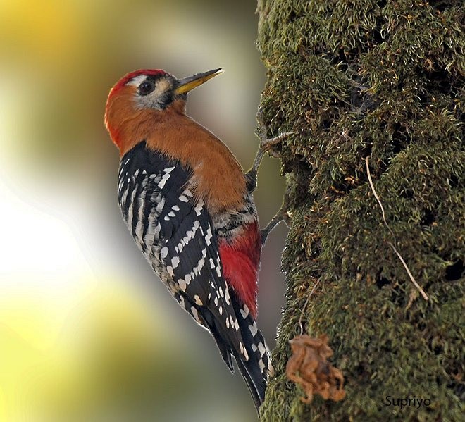 Бор хэвлийт тоншуул - ML378370411