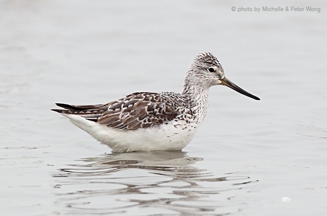 Nordmann's Greenshank - ML378372101