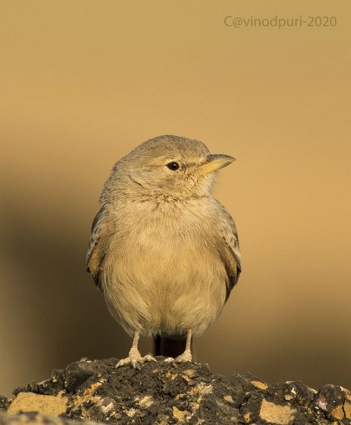 Desert Lark - ML378372371