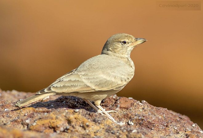 Desert Lark - ML378372391