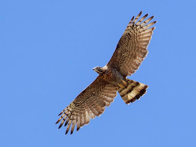 Sulawesi Honey-buzzard - ML378373061