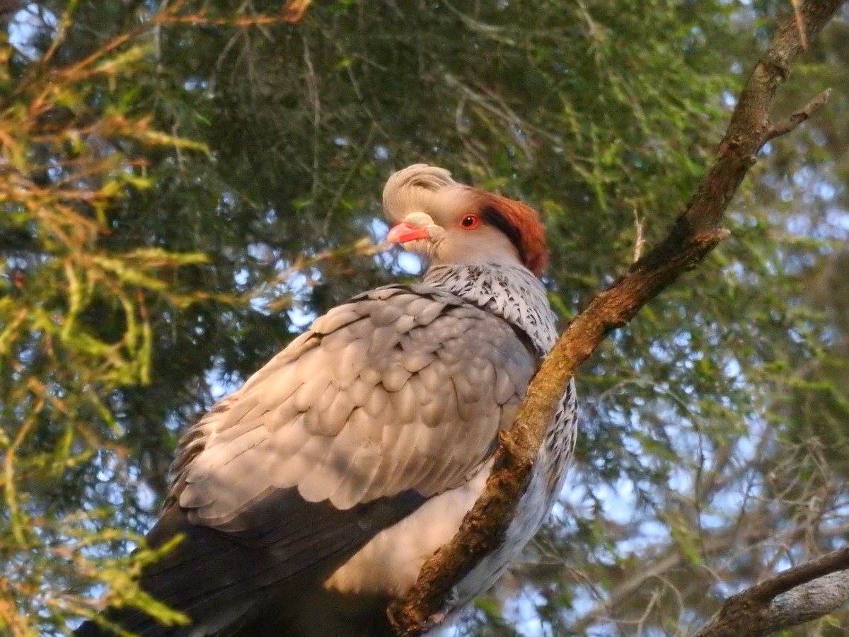 Topknot Pigeon - Eliza Scott