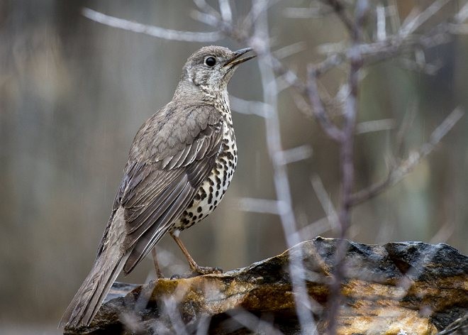 Mistle Thrush - ML378373511