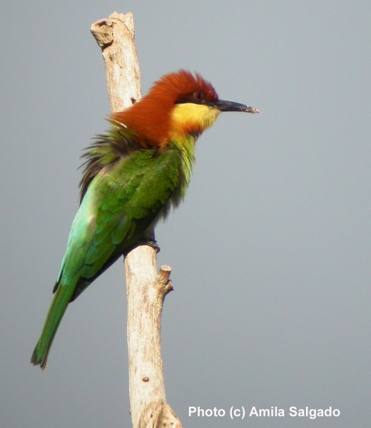 Chestnut-headed Bee-eater - Amila Salgado