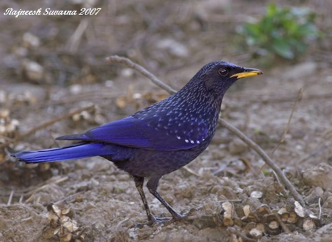 Blue Whistling-Thrush (Yellow-billed) - ML378373671