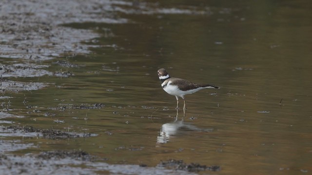 Killdeer - ML378374161