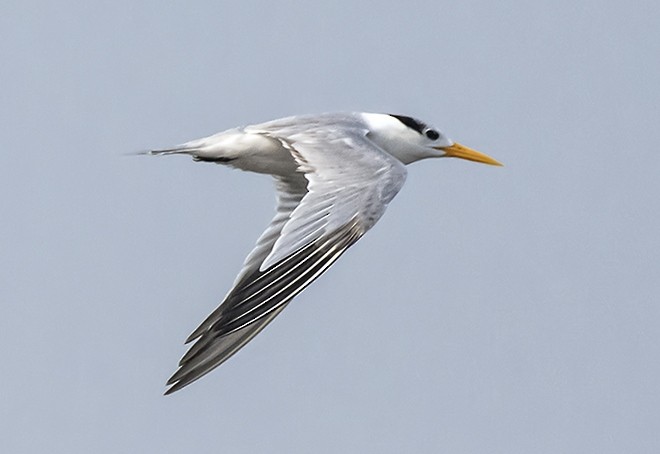 Great Crested Tern - ML378375031
