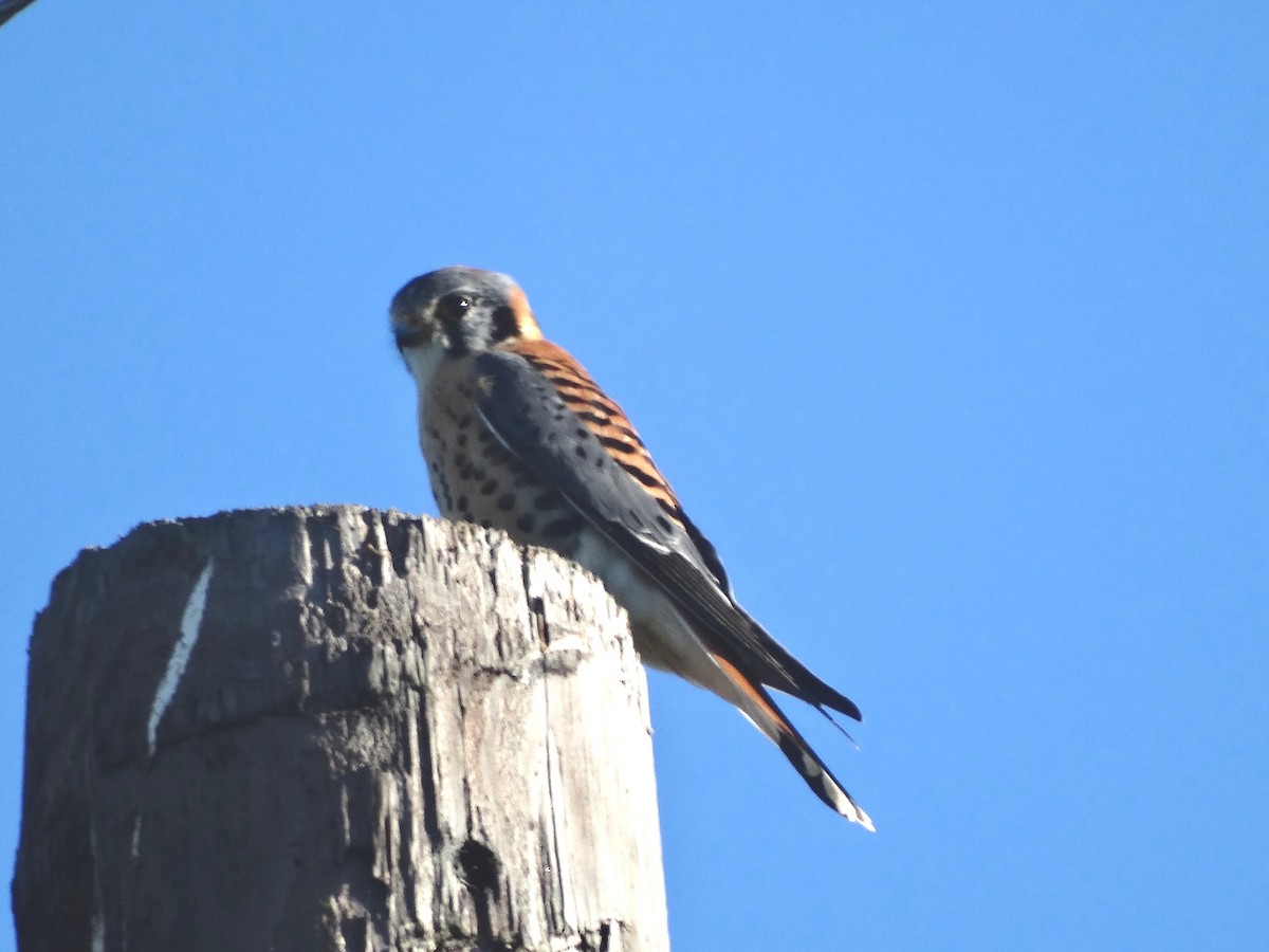 American Kestrel - ML37837561