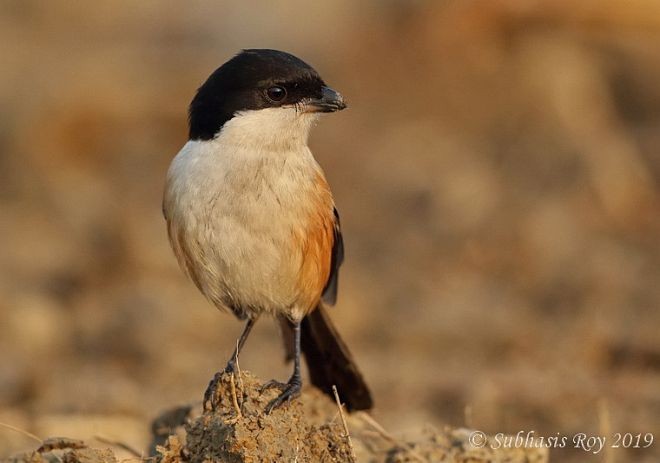 Long-tailed Shrike (tricolor/longicaudatus) - ML378375911