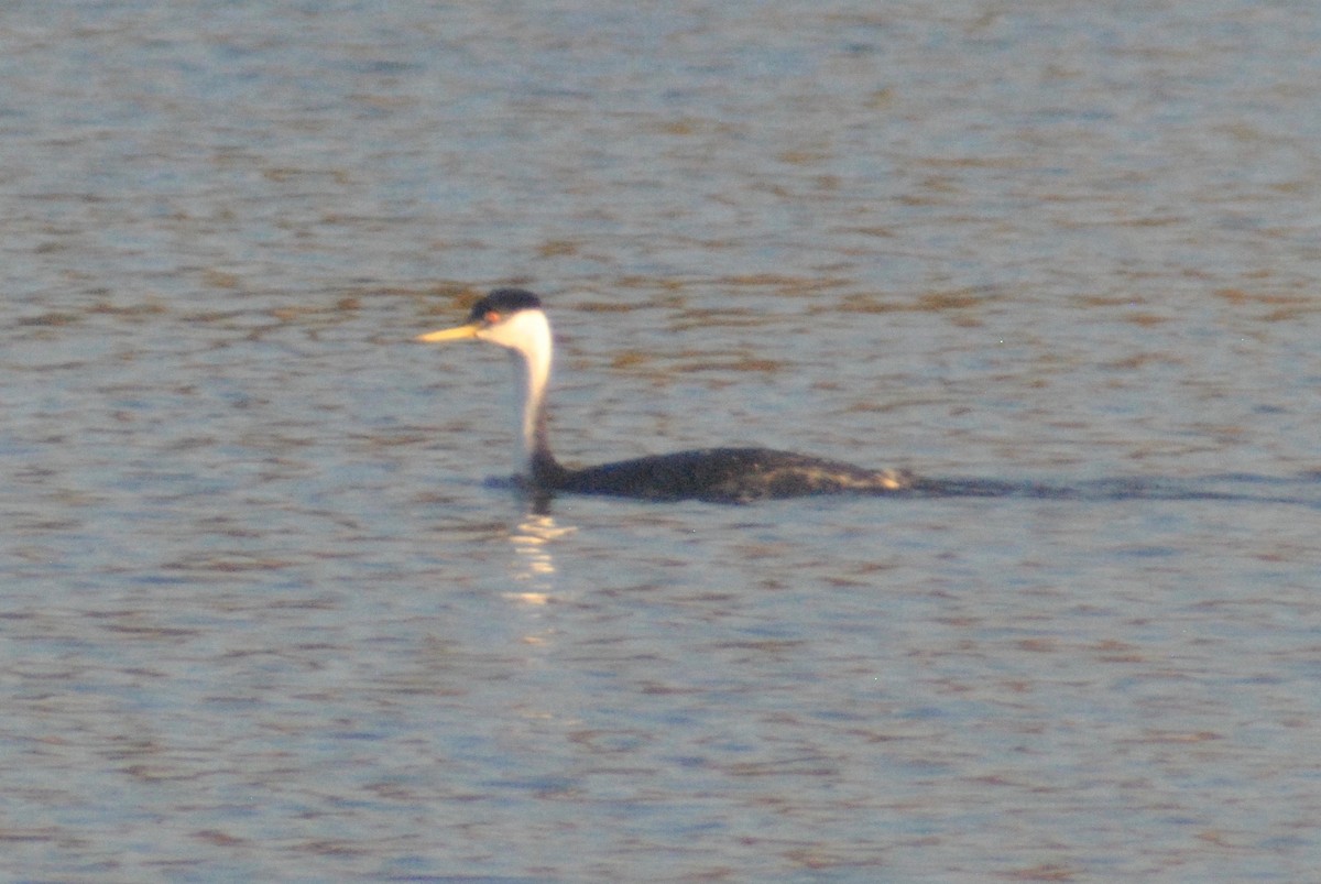 Western Grebe - Sean Cozart