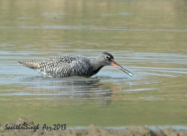 Spotted Redshank - ML378376291