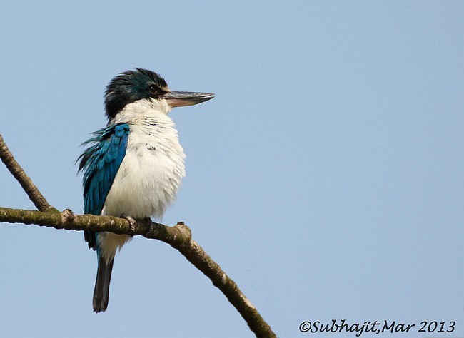 Collared Kingfisher (Oriental) - ML378376351