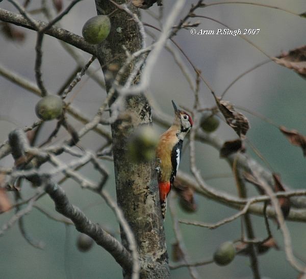 Himalayan Woodpecker - ML378376371