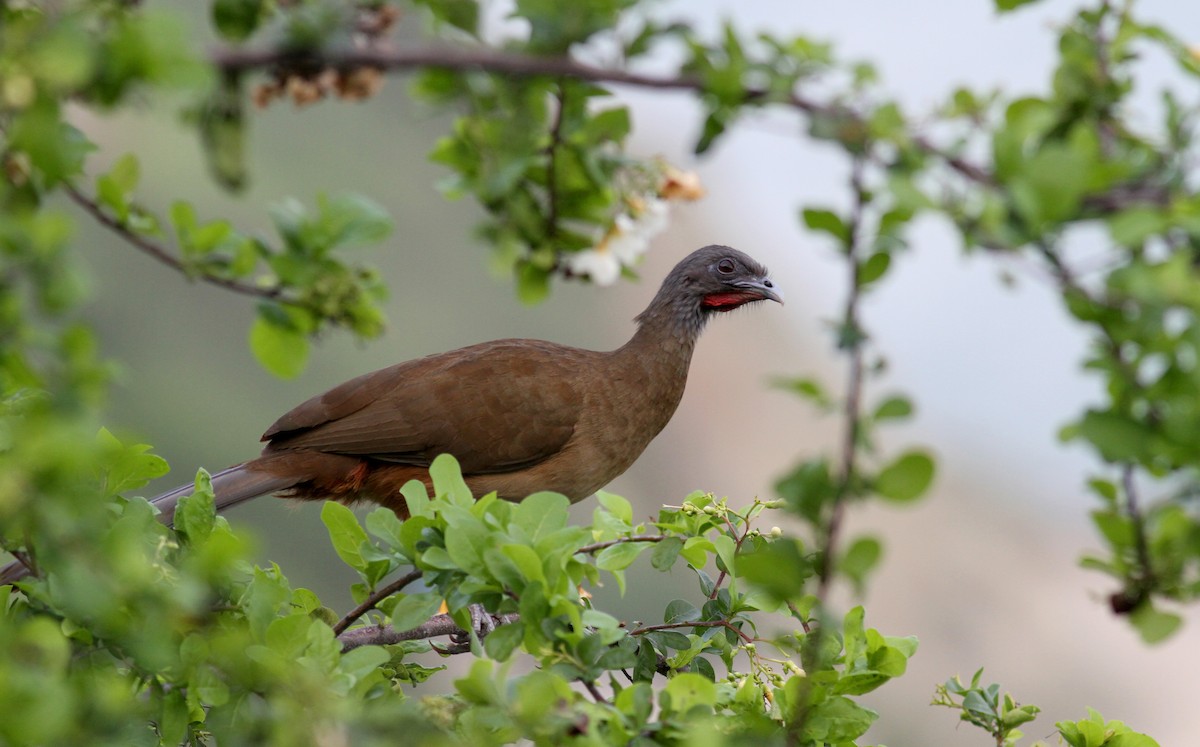 Rufous-vented Chachalaca (Rufous-tipped) - ML37837711