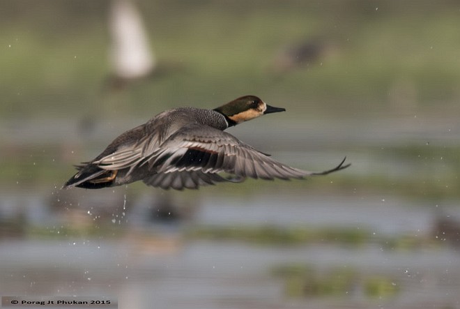 Gadwall x Falcated Duck (hybrid) - Porag Phukan