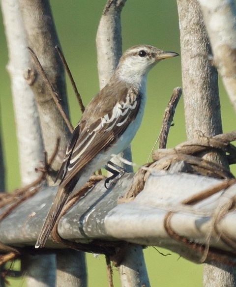 White-shouldered Triller - ML378377571