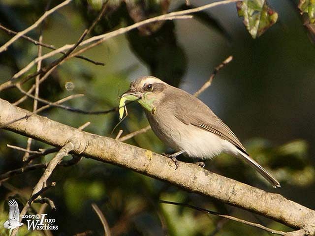 Common Woodshrike - ML378378031