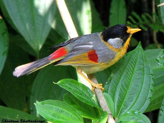 Silver-eared Mesia (Silver-eared) - ML378378131