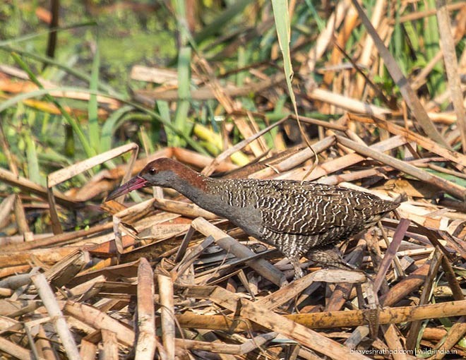 Slaty-breasted Rail - ML378379041