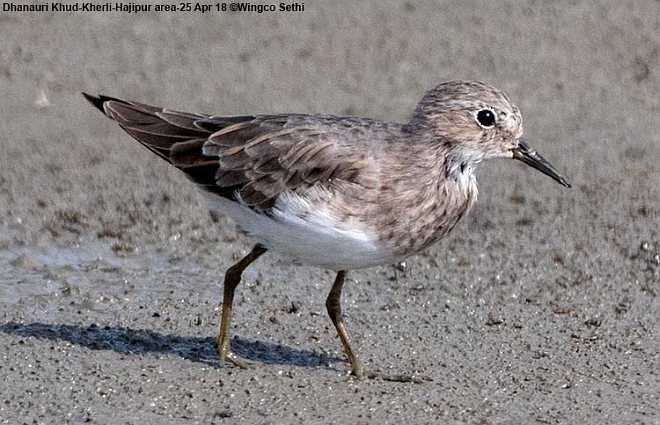 Temminck's Stint - ML378379431