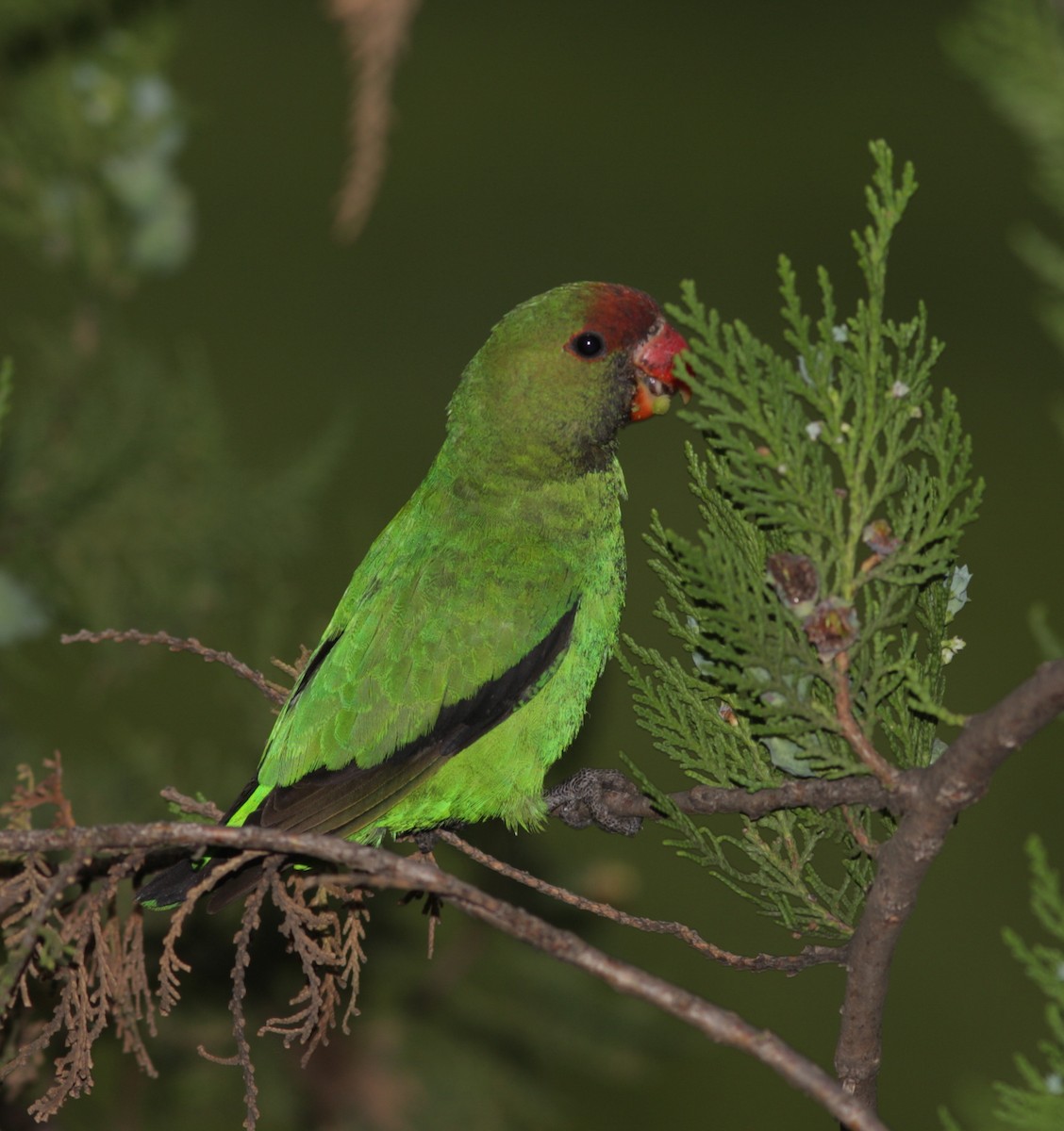 Black-winged Lovebird - Guy Poisson