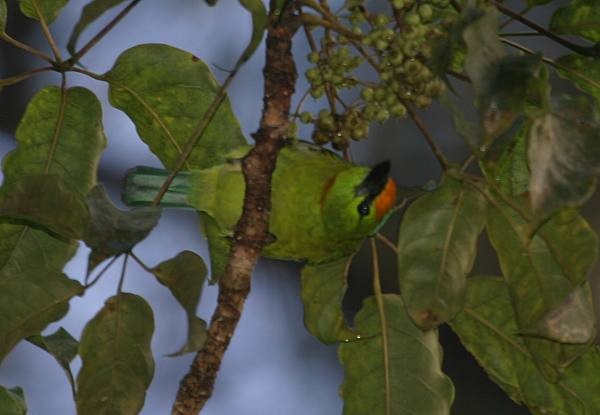 Flame-fronted Barbet - ML378379911