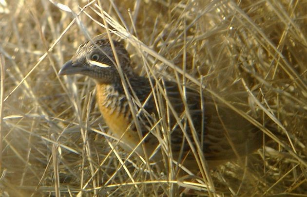 Sumba Buttonquail - ML378380901