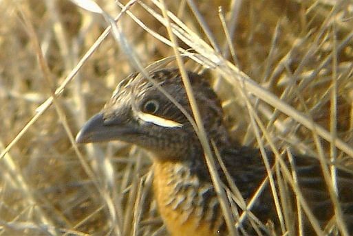 Sumba Buttonquail - ML378380941