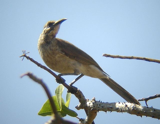 Timor Friarbird - ML378380981