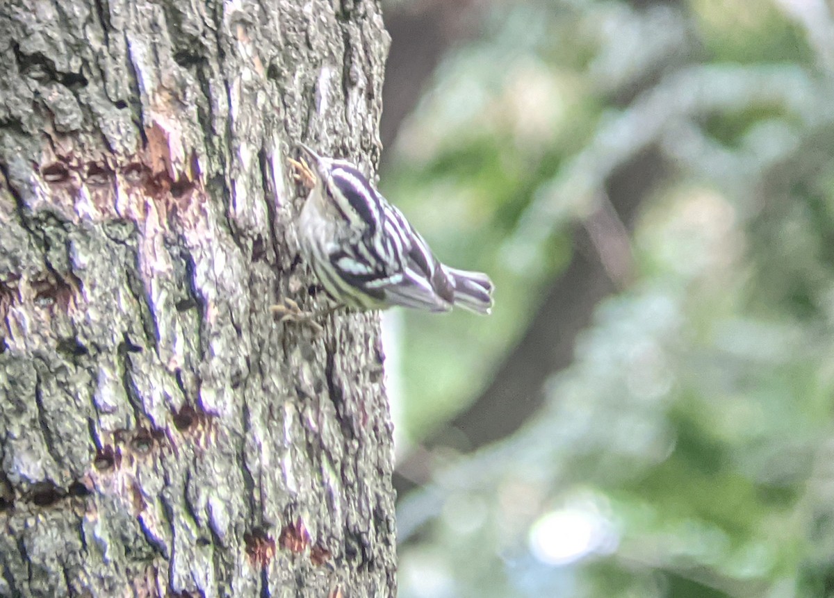 Black-and-white Warbler - ML378381251
