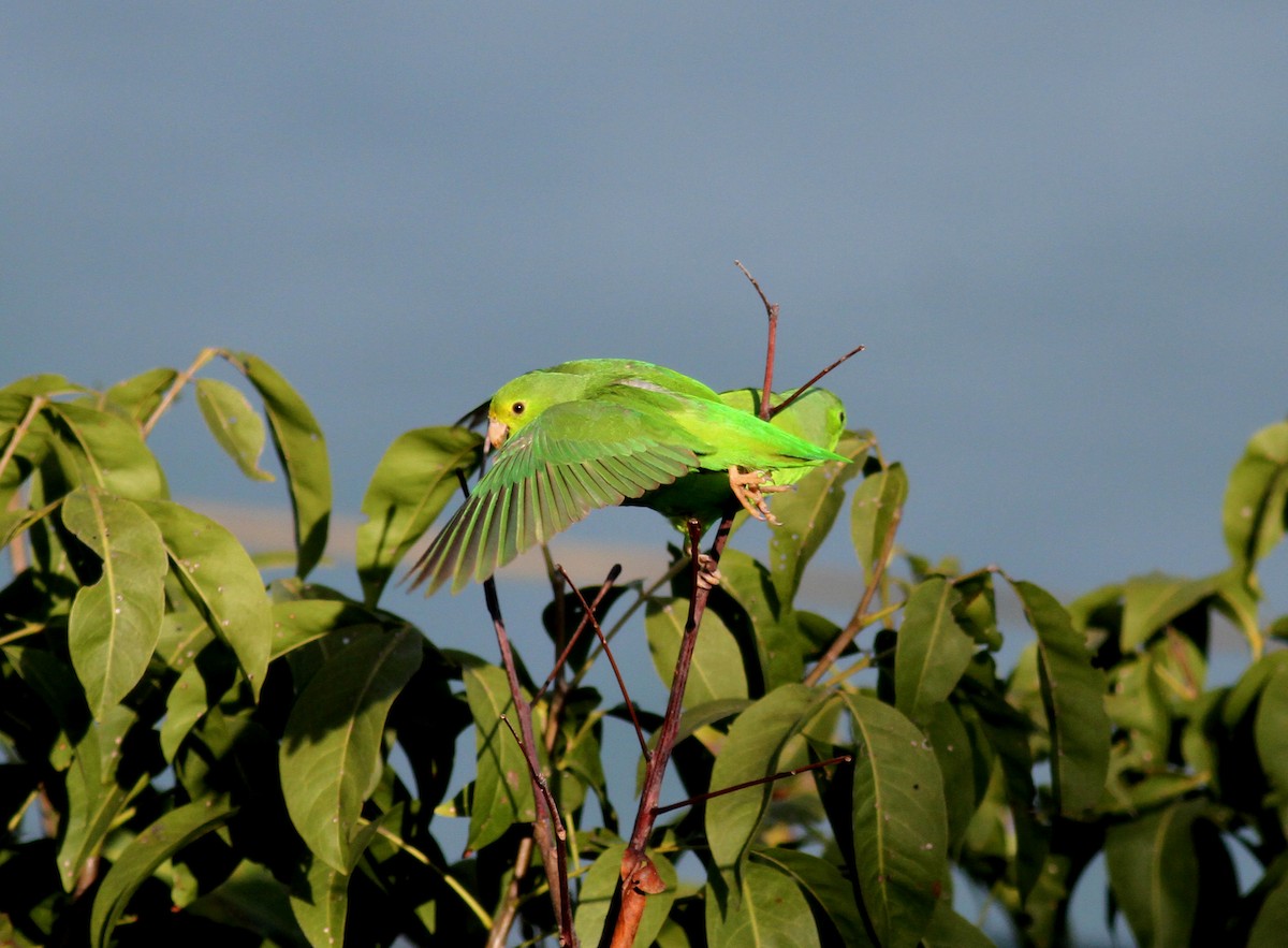 Green-rumped Parrotlet - Jay McGowan