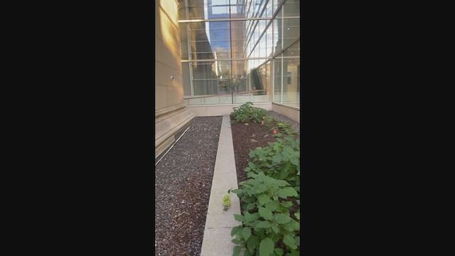 White-throated Sparrow - ML378381791