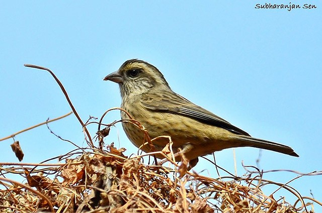 Pink-browed Rosefinch - ML378382501