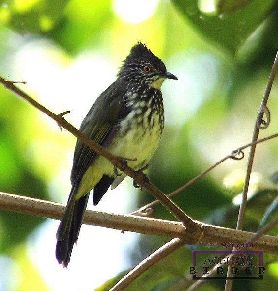 Cream-striped Bulbul - ML378382781