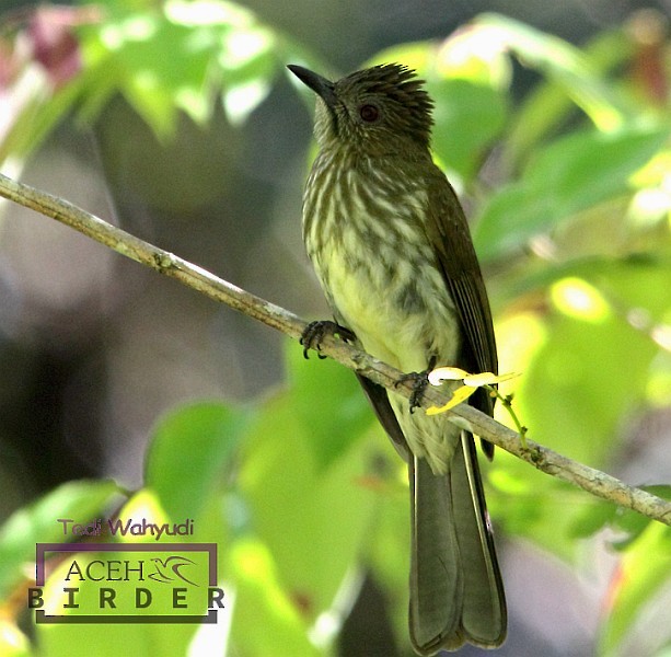 Sumatran Bulbul - ML378382831